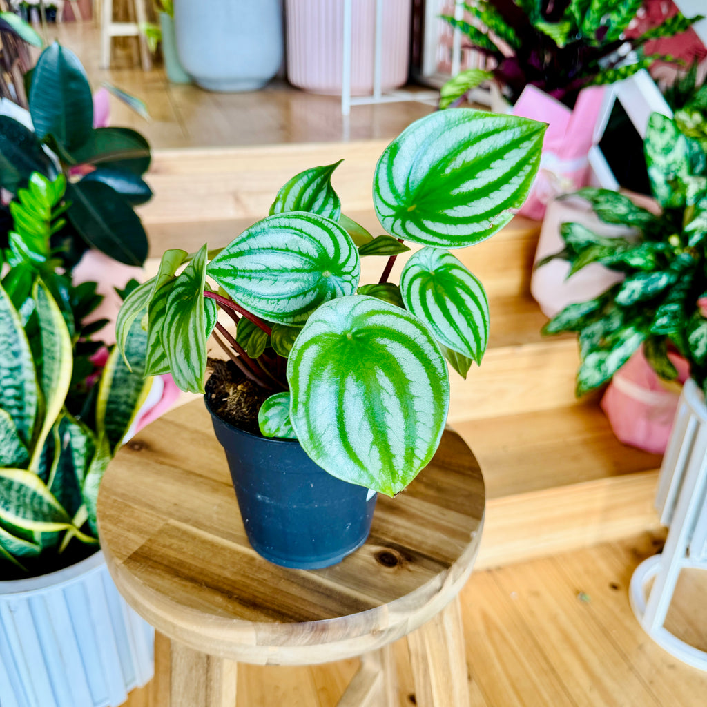 Peperomia Melon Peru - 120mm (Pot Combo Option)
