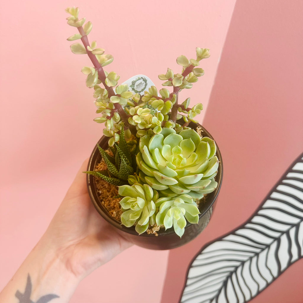 Succulent bowl