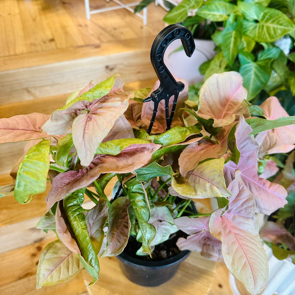 Syngonium Neon (Hanging Basket) - 175mm