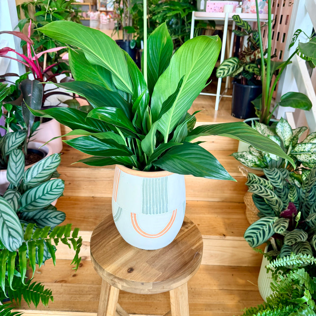 Peace Lily - 140mm (Pot Combo Option)