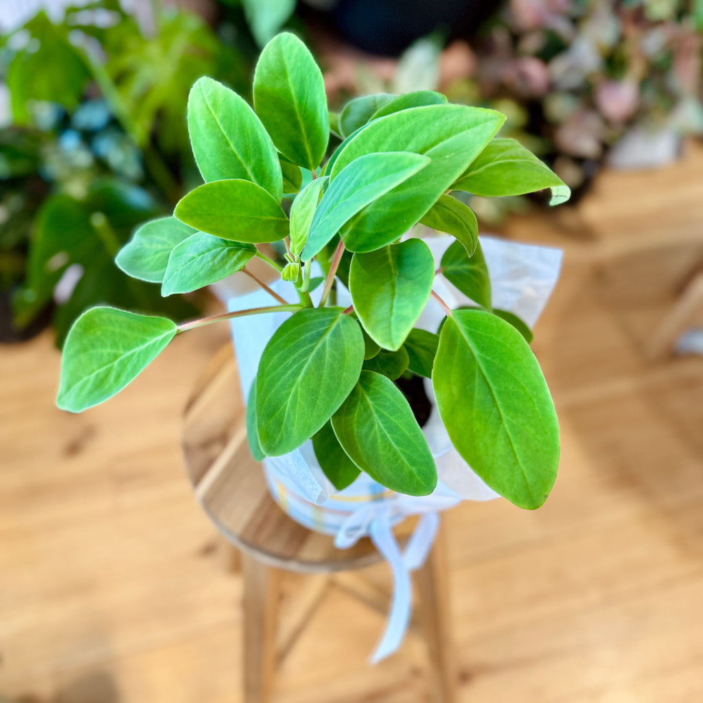 Peperomia Vestita 120mm + Pot Combo