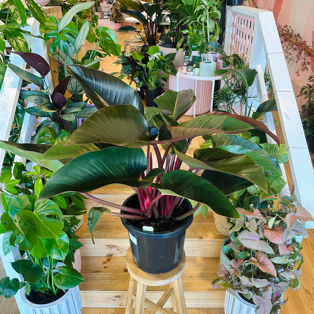 Philodendron Rojo Congo - 300mm (Pot Combo Option)