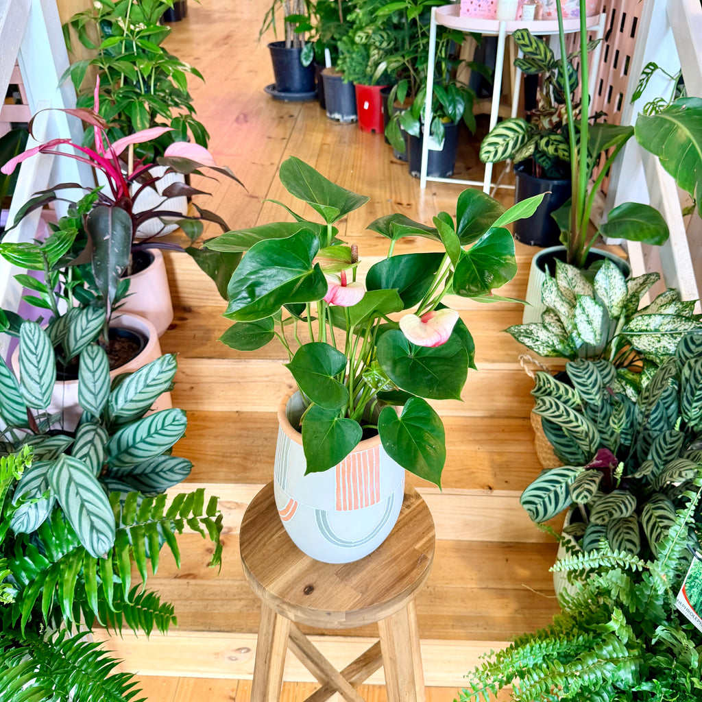 Anthurium (Assorted Colours) - 140mm