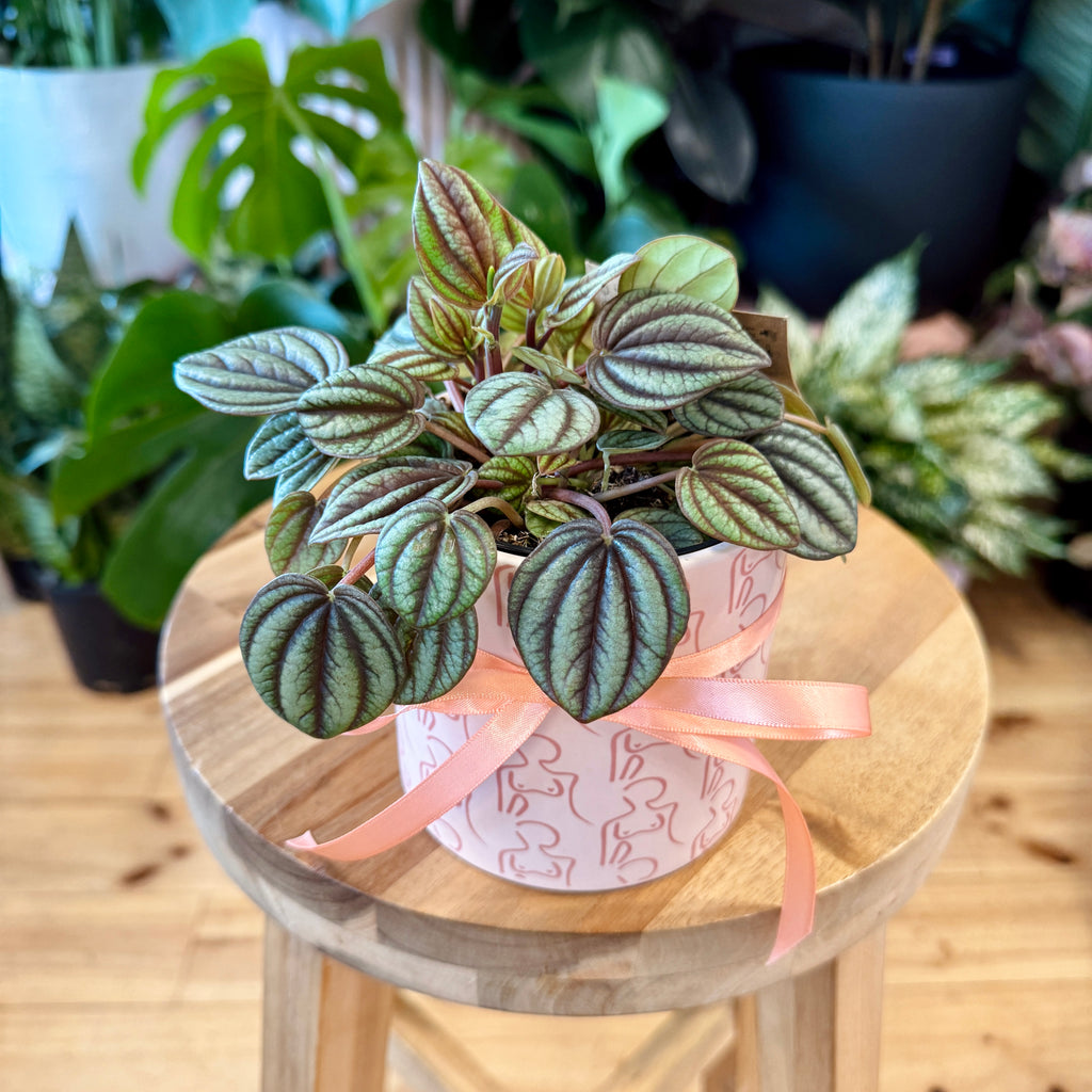 Peperomia Banda 95mm + Pot Combo