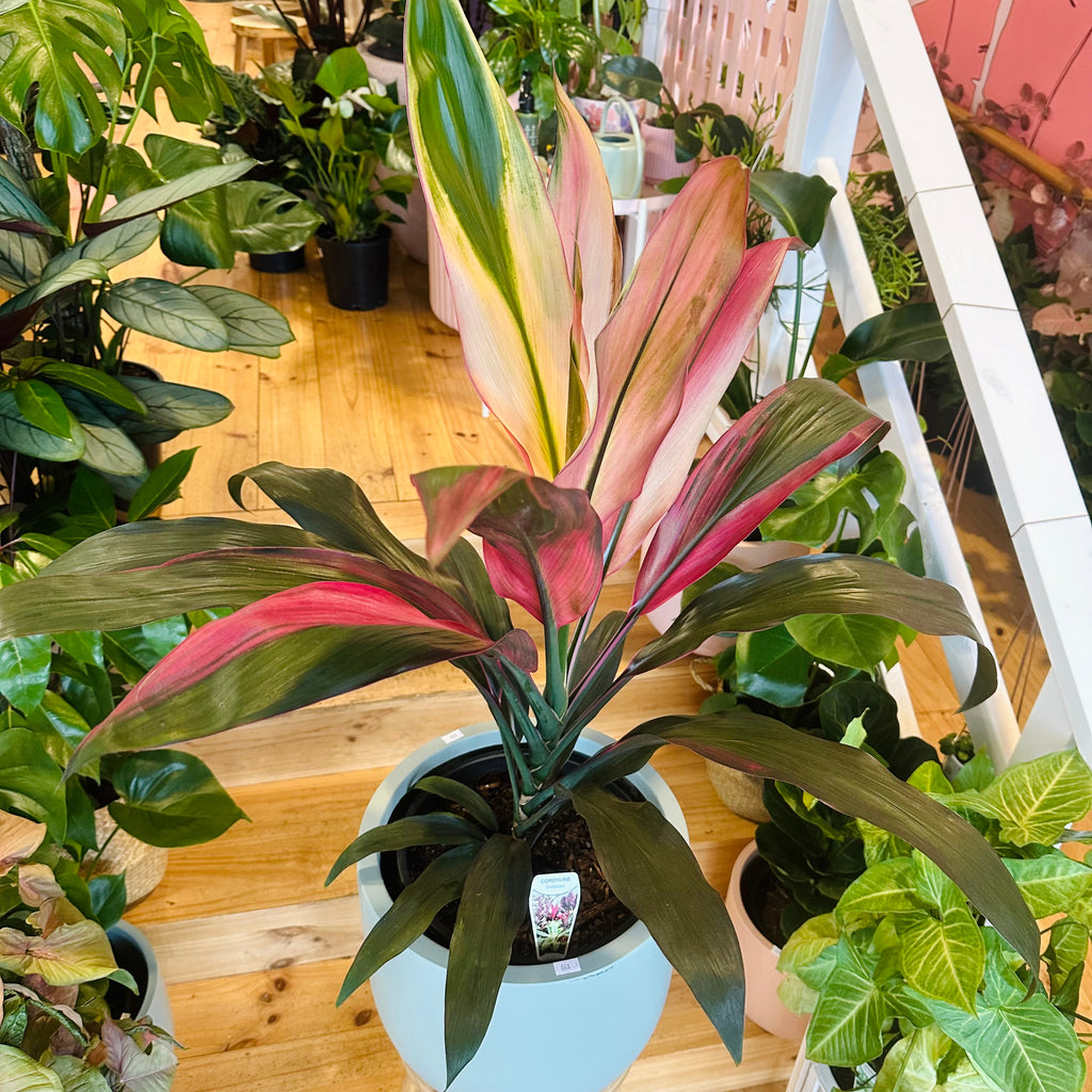 Cordyline Fruiticosa Hilo Rainbow - 250mm (Pot Combo Option)