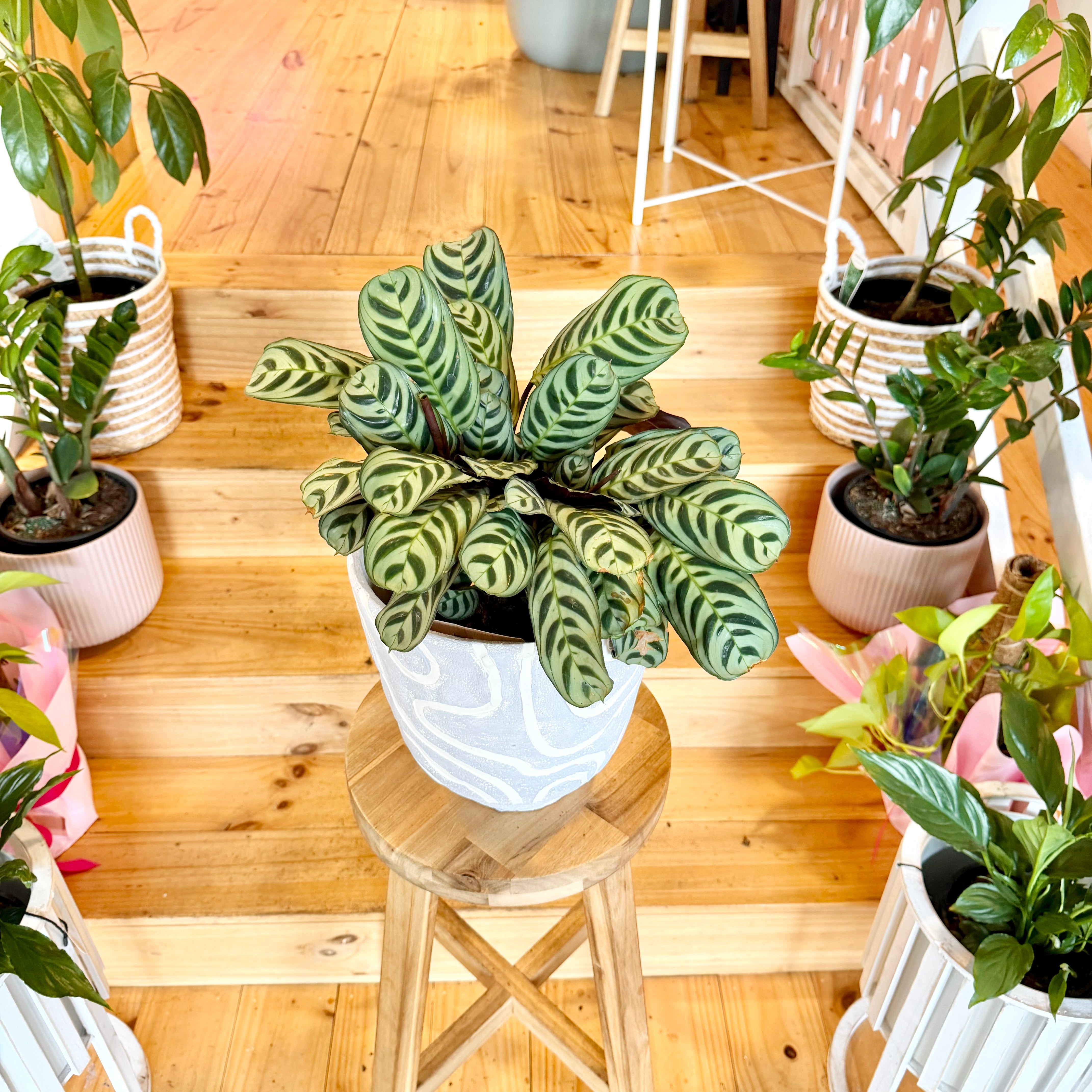 calathea fishbone prayer plant Fishbone Calathea - 170mm (Pot Combo Option)