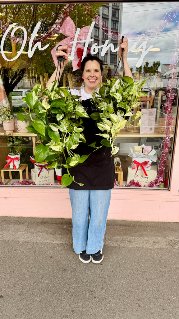 ‘Marble Queen’ Devil’s Ivy - Hanging Basket