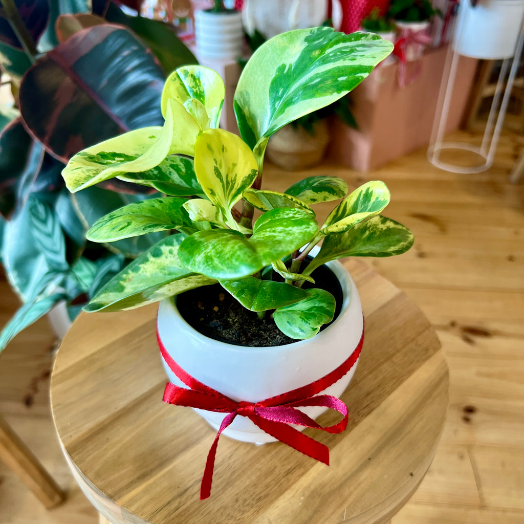 Peperomia Marble + Pot Combo 95mm