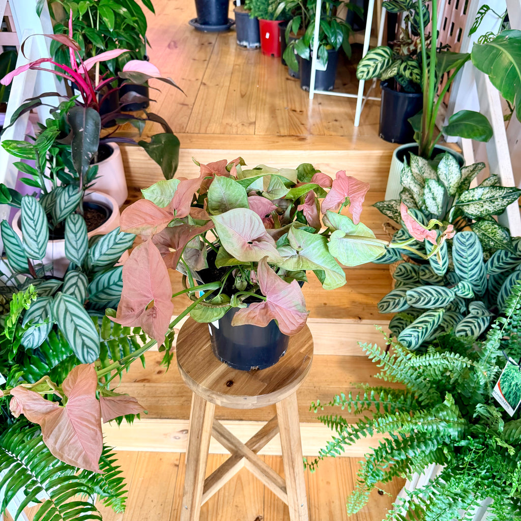 Syngonium Neon - 200mm (Pot Combo Option)