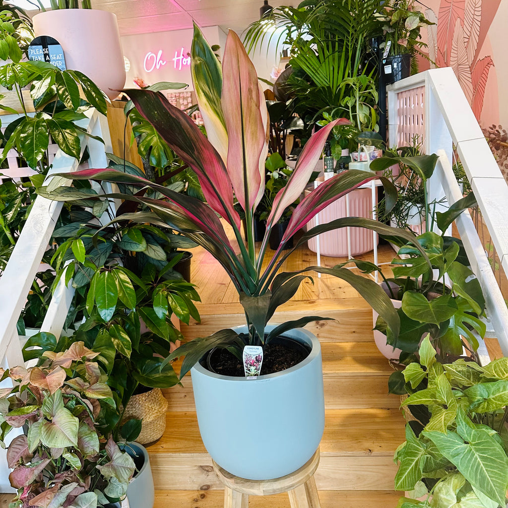 Cordyline Fruiticosa Hilo Rainbow - 250mm (Pot Combo Option)