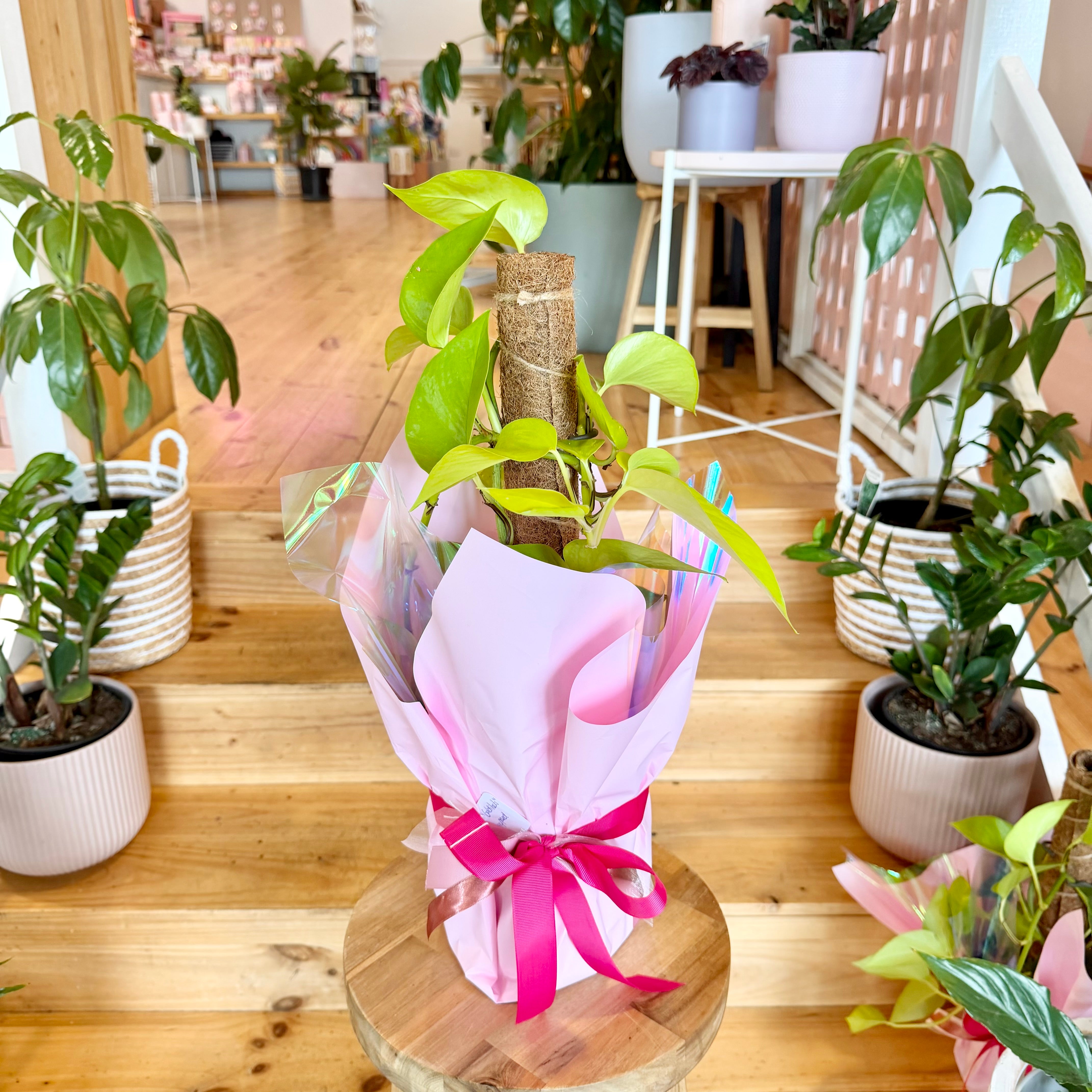 goldilocks plant indoor Pothos 'Goldilocks Gold' - 170mm