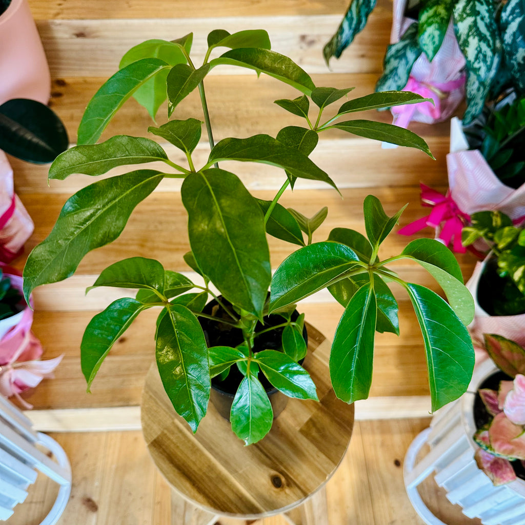 Umbrella Tree - 140mm