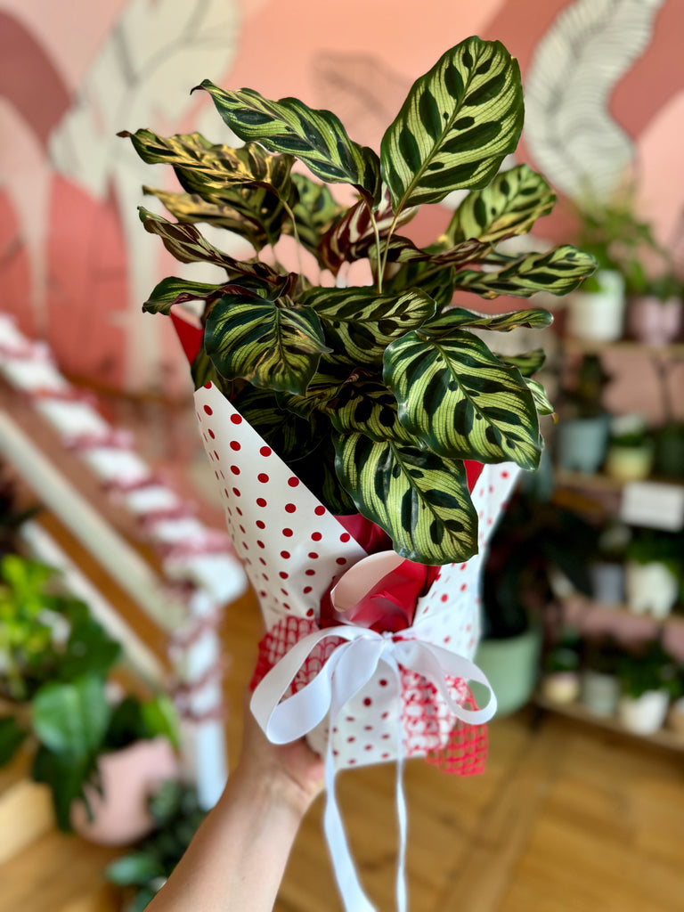 Peacock Plant Gift Wrapped 200mm