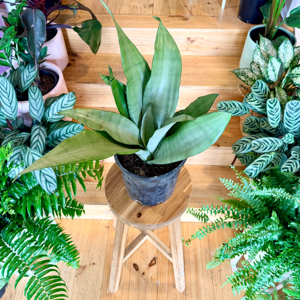 Snake Plant ‘Moonlight’ - 200mm (Pot Combo Option)