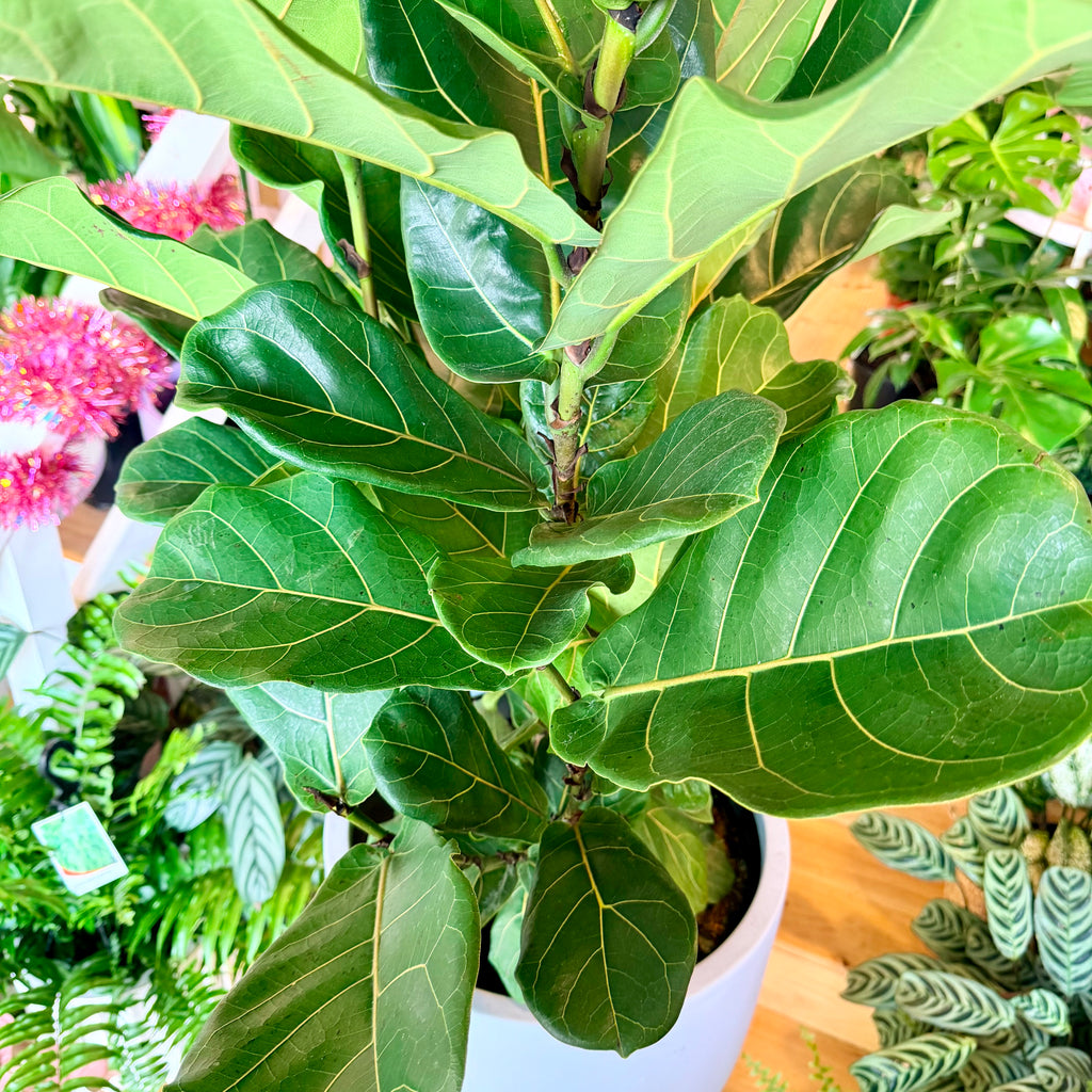 Fiddle Leaf Fig - 300mm (Pot Combo Option)