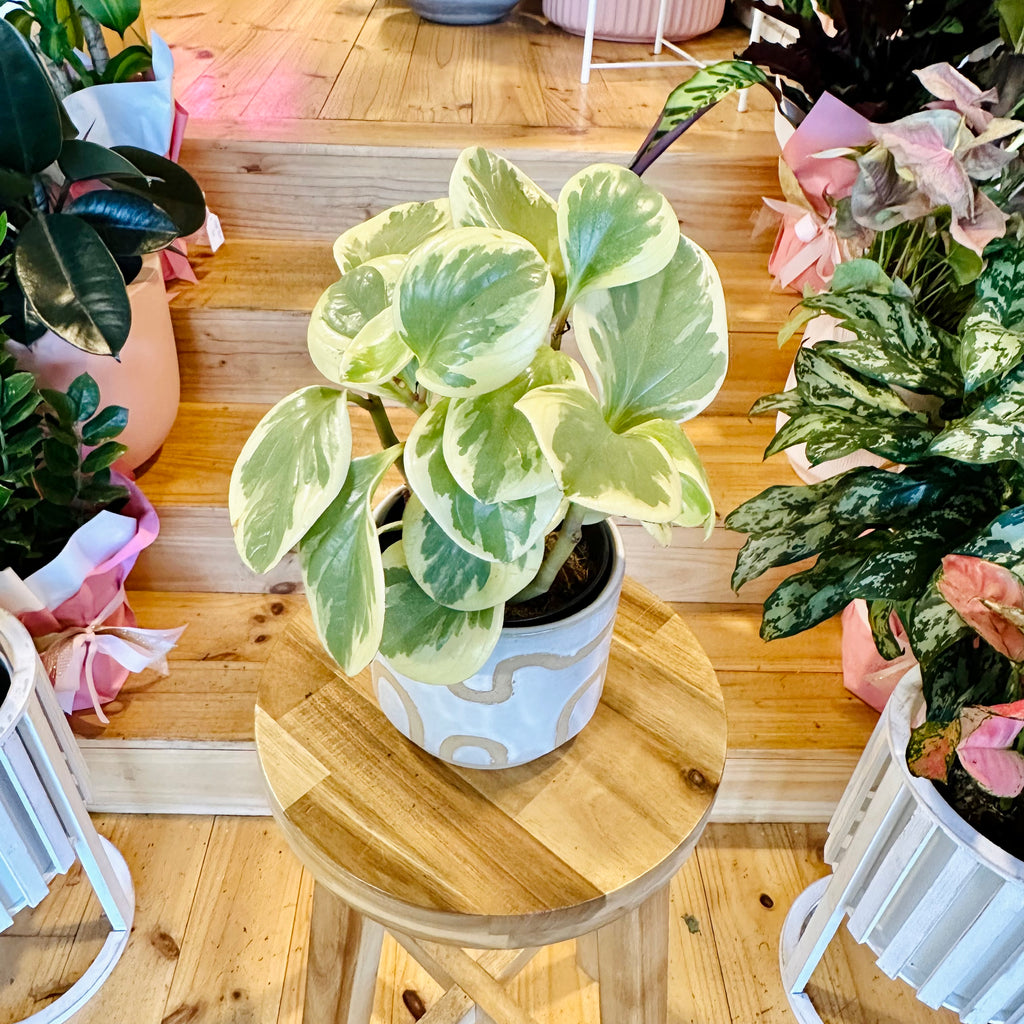 Peperomia Obtusifolia- 120mm (Pot Combo Option)