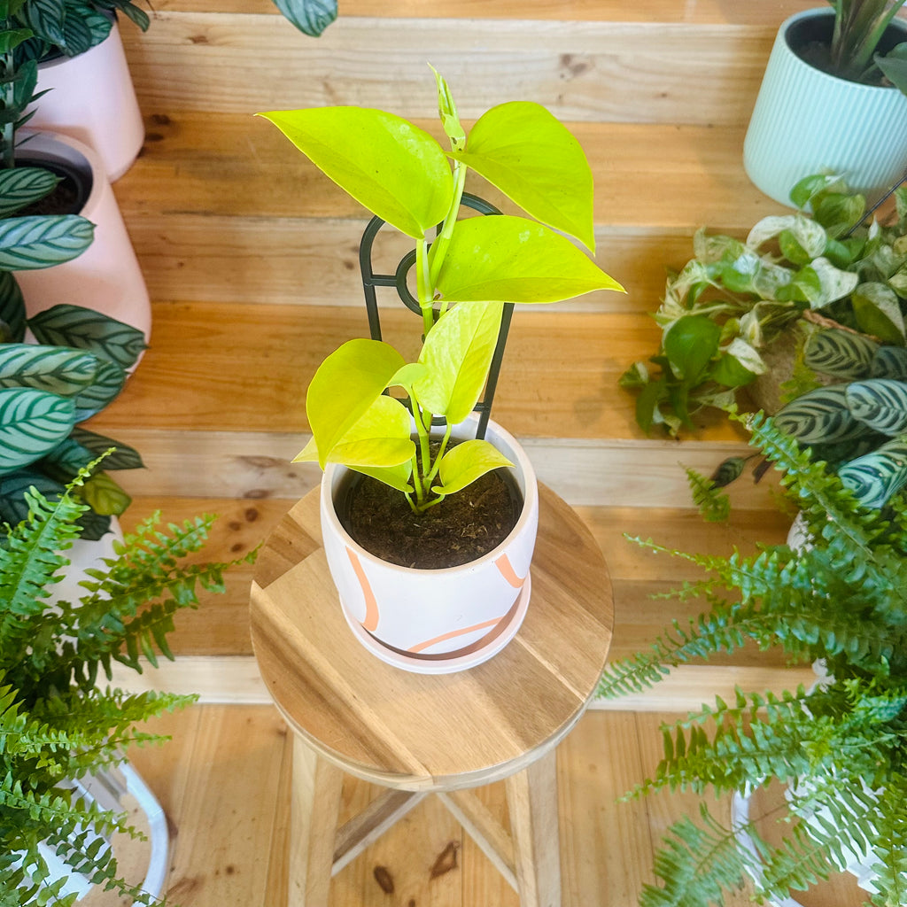 Pothos ‘Goldilocks Gold’ - 130mm (Pot Combo Option)