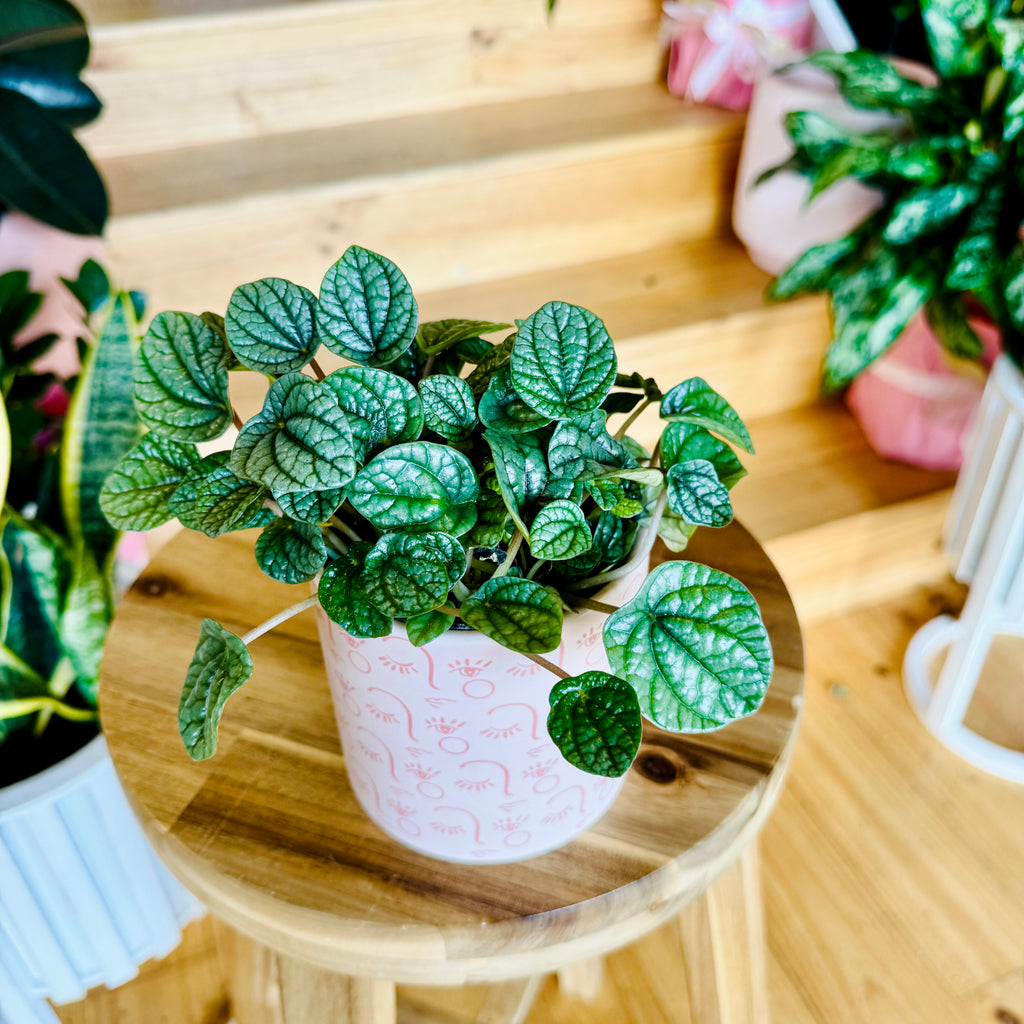 Peperomia Burbella - 95mm (Pot Combo Option)