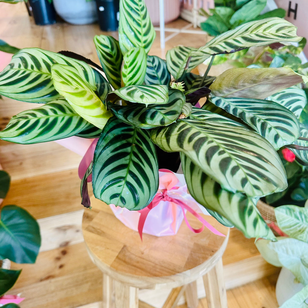 Fishbone Calathea - 140mm (Pot Combo Option)