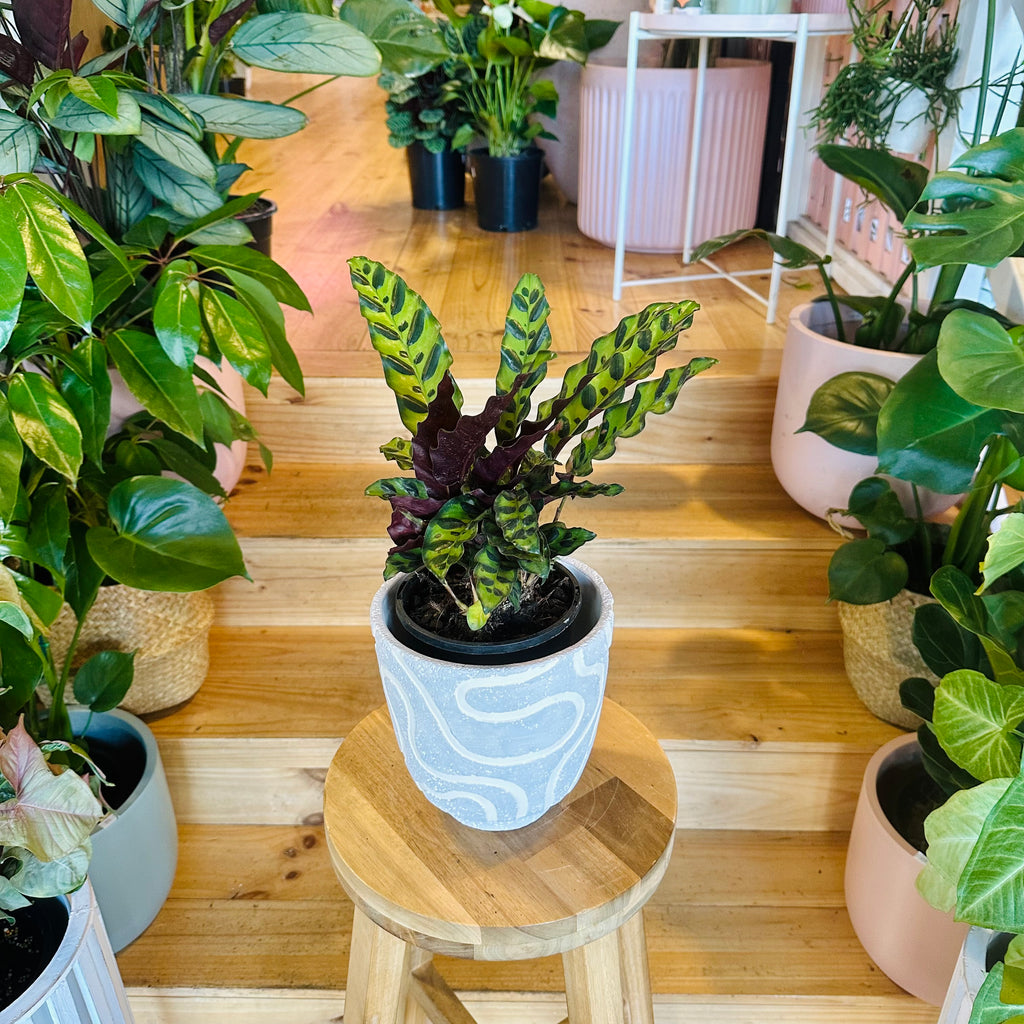 Rattlesnack Calathea - 140mm (Pot Combo Option)