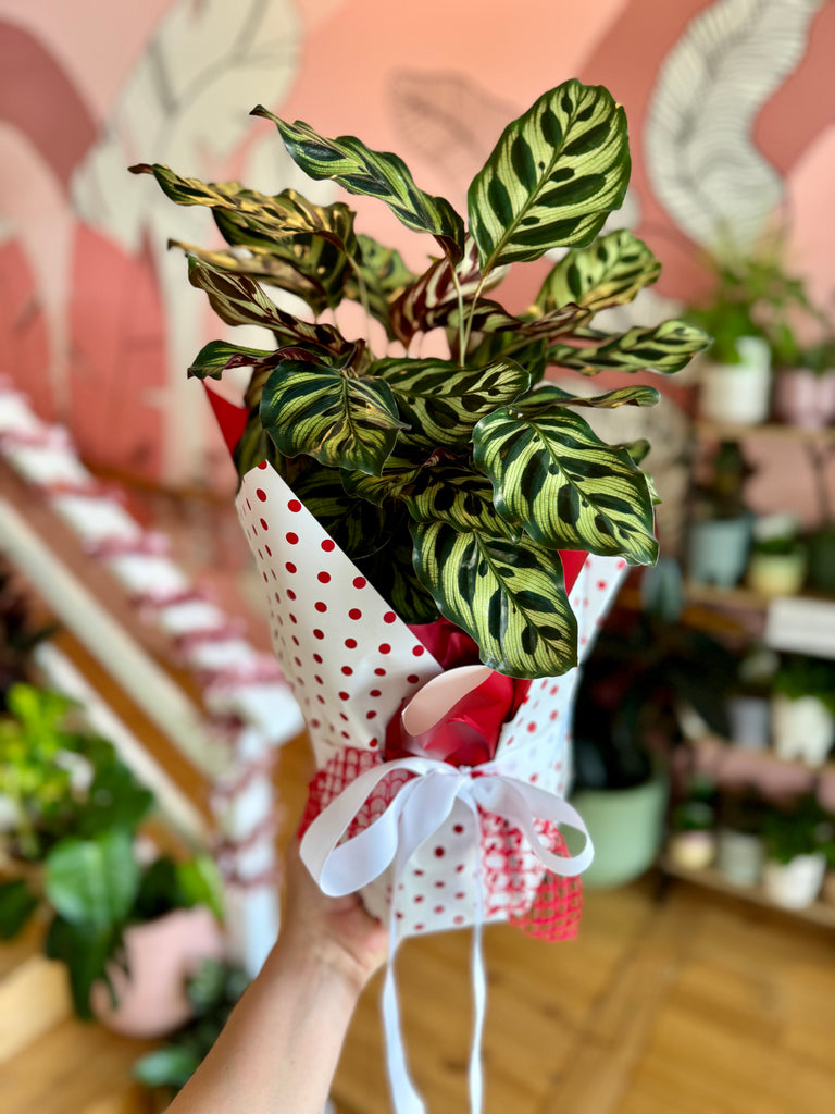 Peacock Plant Gift Wrapped 200mm