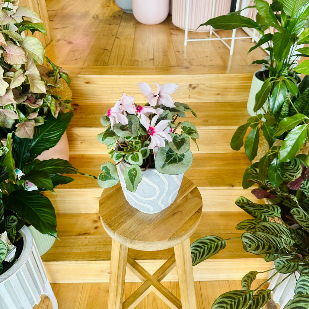 Cyclamen - 140mm (Pot Combo Option)
