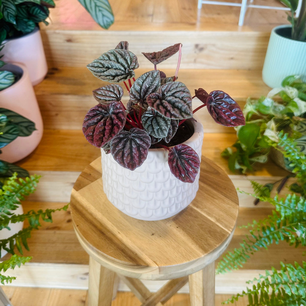 Peperomia ‘Red Luna’ - 130mm (Pot Combo Option)