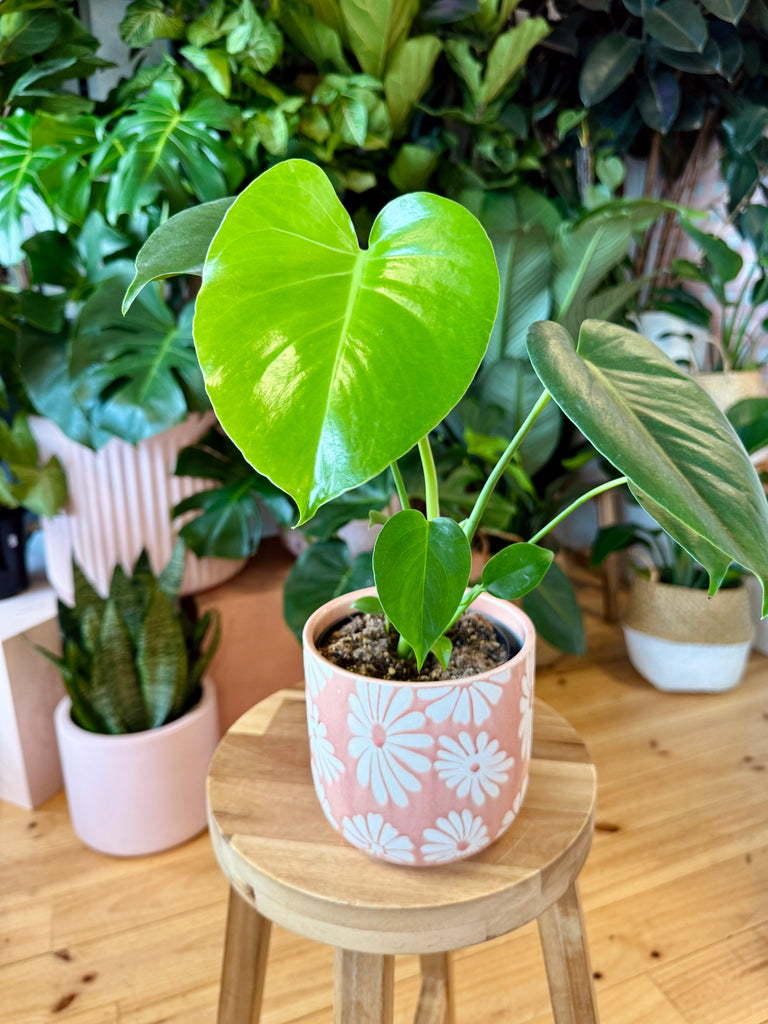 Monstera Deliciosa 120mm + Pot Combo