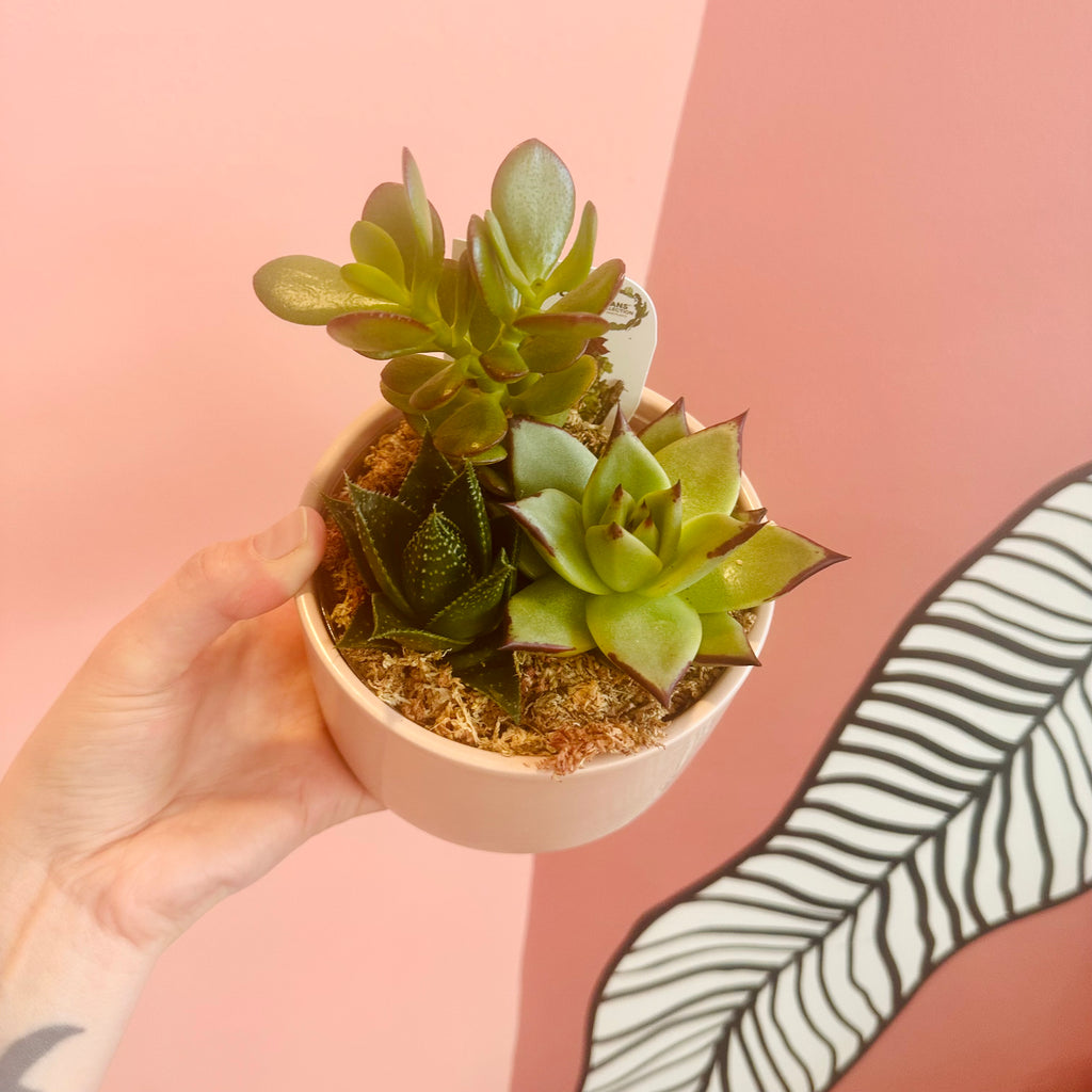 Succulent bowl