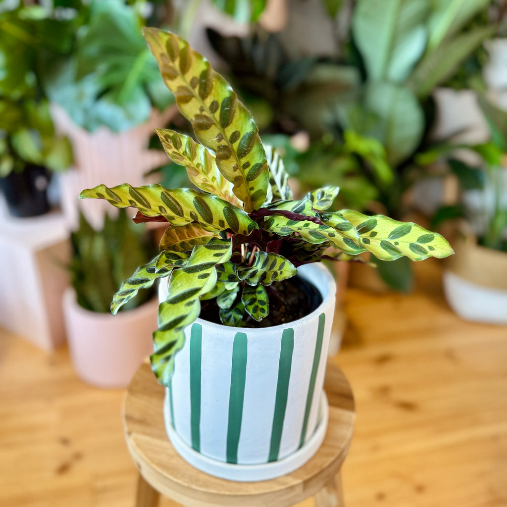 Rattlesnake Calathea 140mm