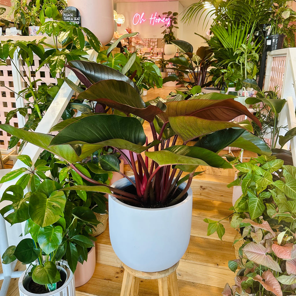 Philodendron Rojo Congo - 300mm (Pot Combo Option)