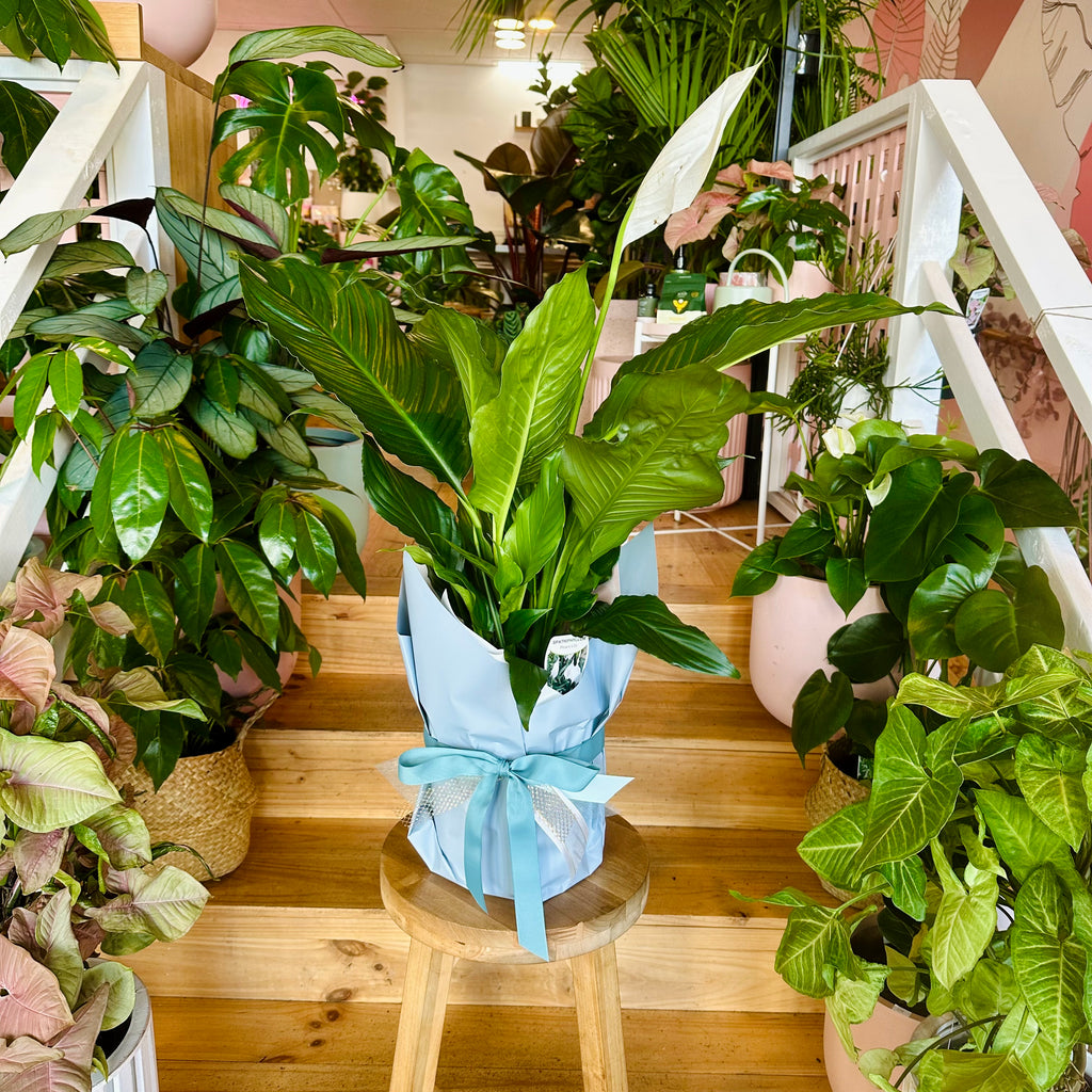 Peace Lily - 200mm (Pot Combo Option)