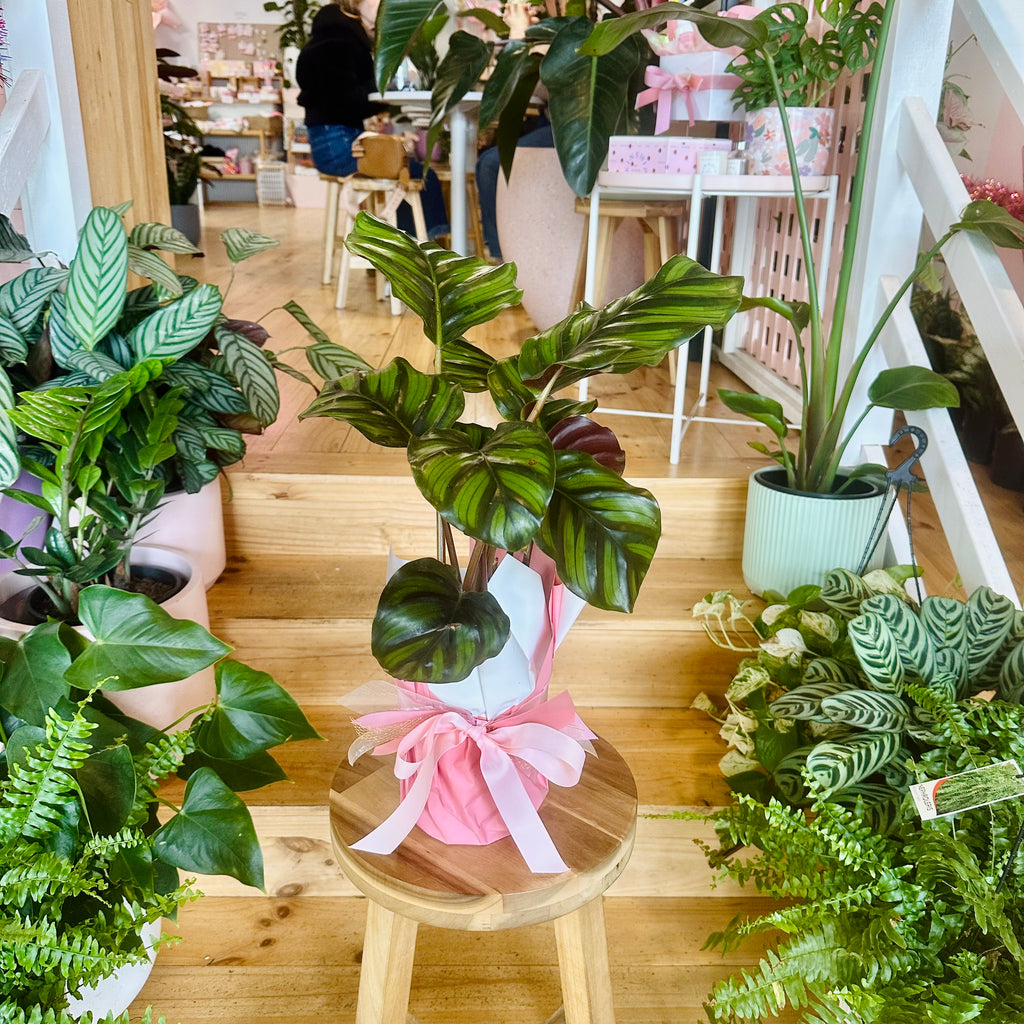 Pinstripe Fasciata Calathea - 140mm (Pot Combo Option)