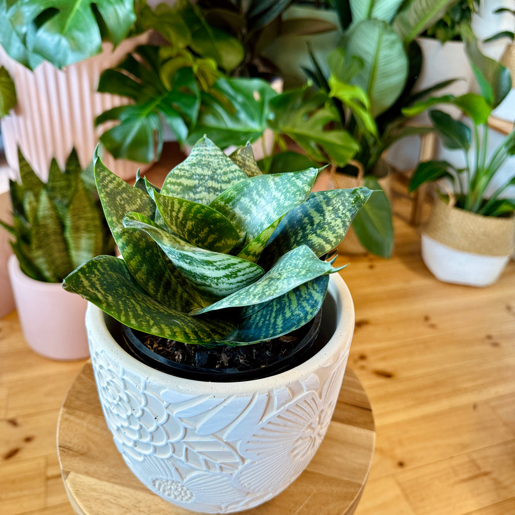 Snake Plant 140mm