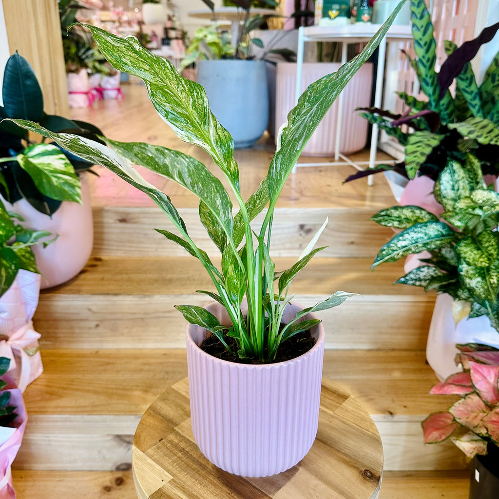 Domino Peace Lily 120mm - (Pot Combo Option)