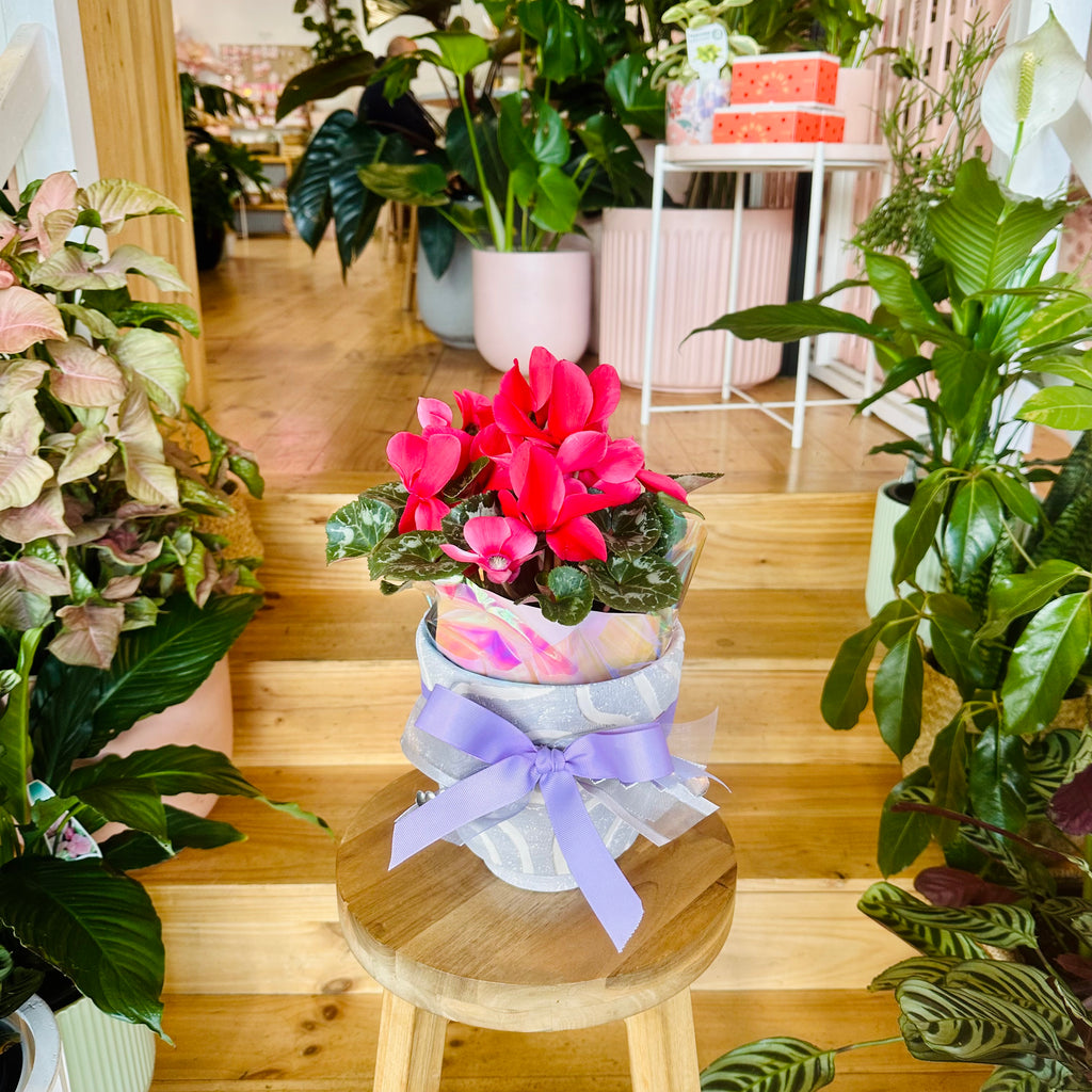 Cyclamen - 140mm (Pot Combo Option)