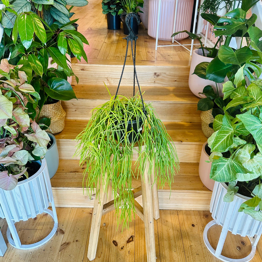 Cactus (Hanging Baskets) - 140mm