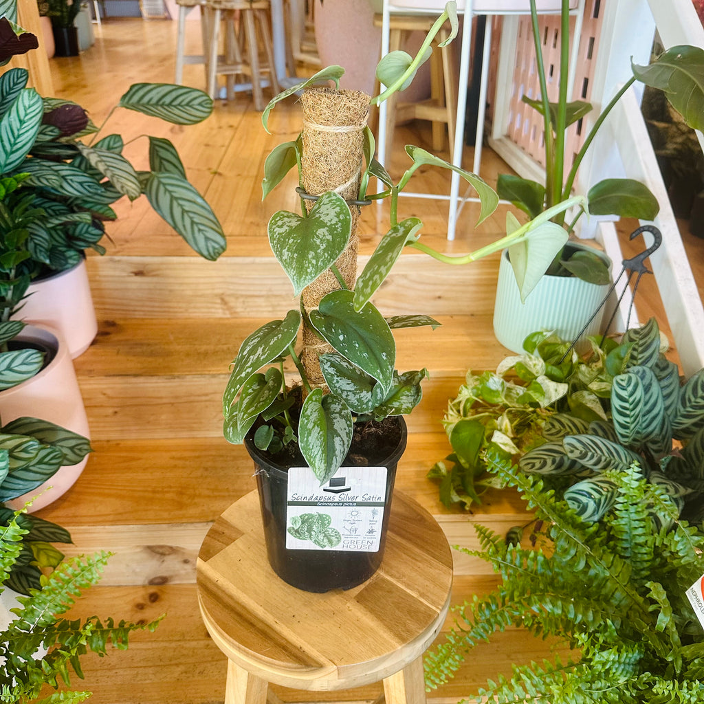 Pothos ‘Silver Satin’ - 170mm