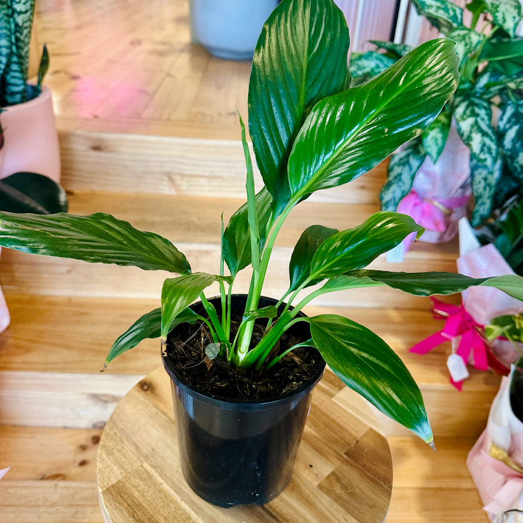 Peace Lily - 140mm