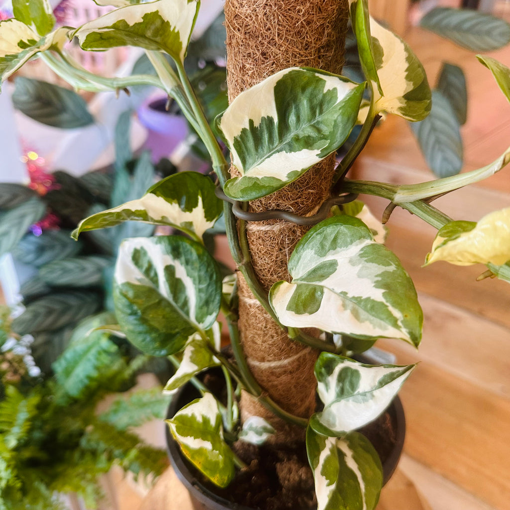 Pothos ‘Snow Queen’ - 170mm