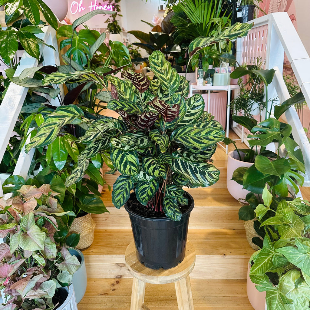 Peacock Calathea - 250mm (Pot Combo Option)