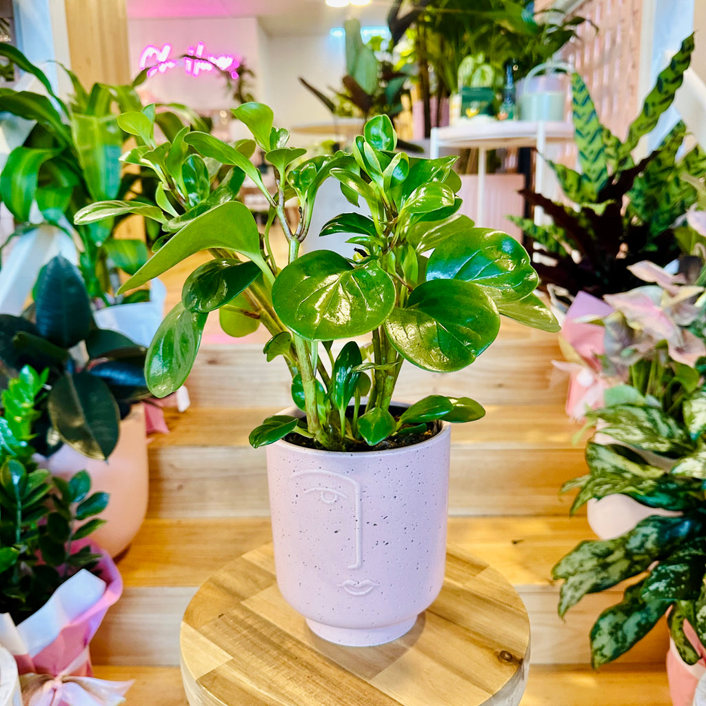 Peperomia Red Canyon - 120mm (Pot Combo Option)