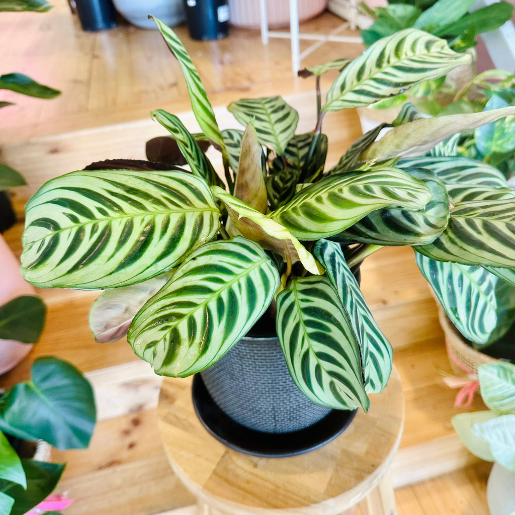 Fishbone Calathea - 140mm (Pot Combo Option)