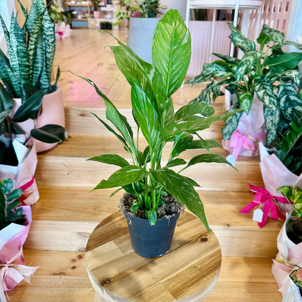 Domino Peace Lily 120mm - (Pot Combo Option)