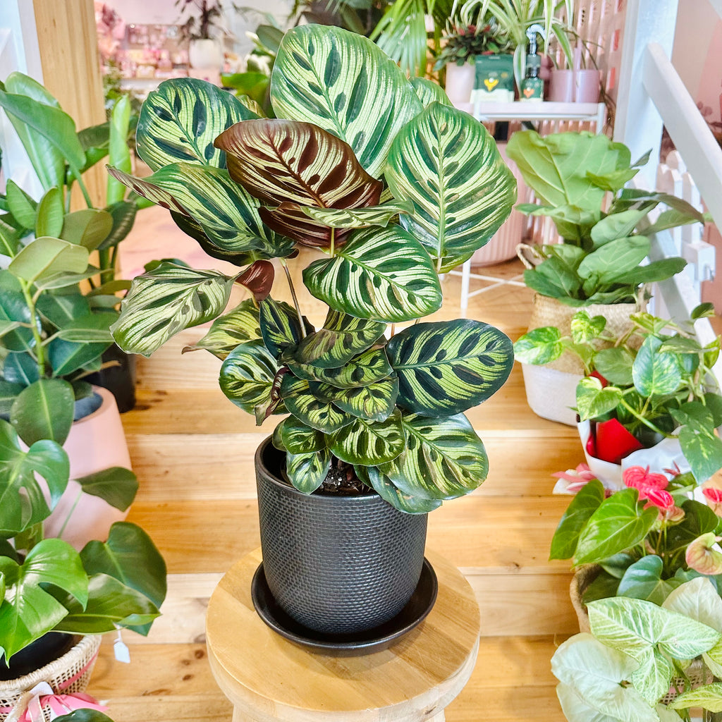 Peacock Calathea - 140mm (Pot Combo Option)