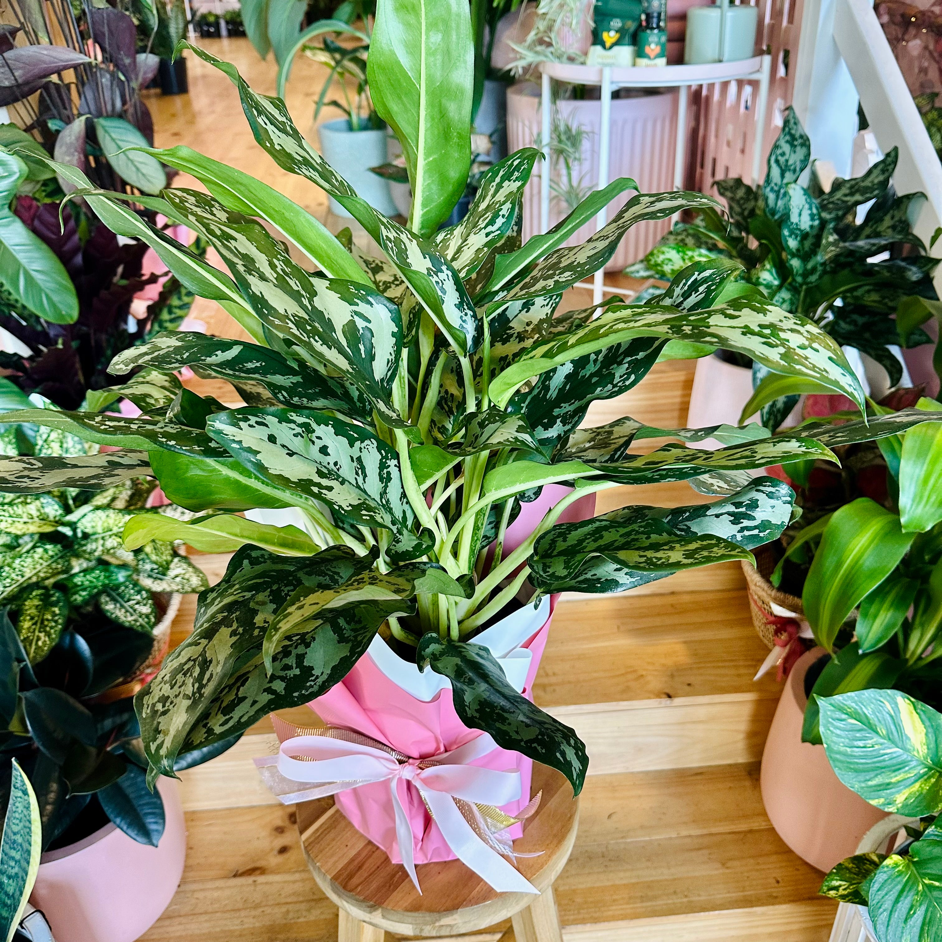 美品 Aglaonema pictum “White Devil”AZ便 美品 Aglaonema pictum “White Devil”AZ便 - メルカリ