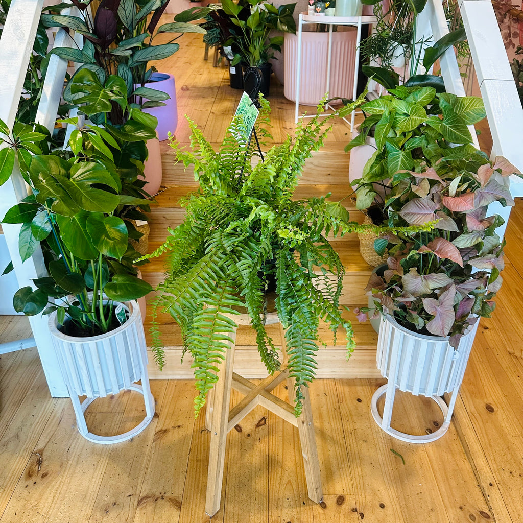 Bostern Fern - Hanging Basket