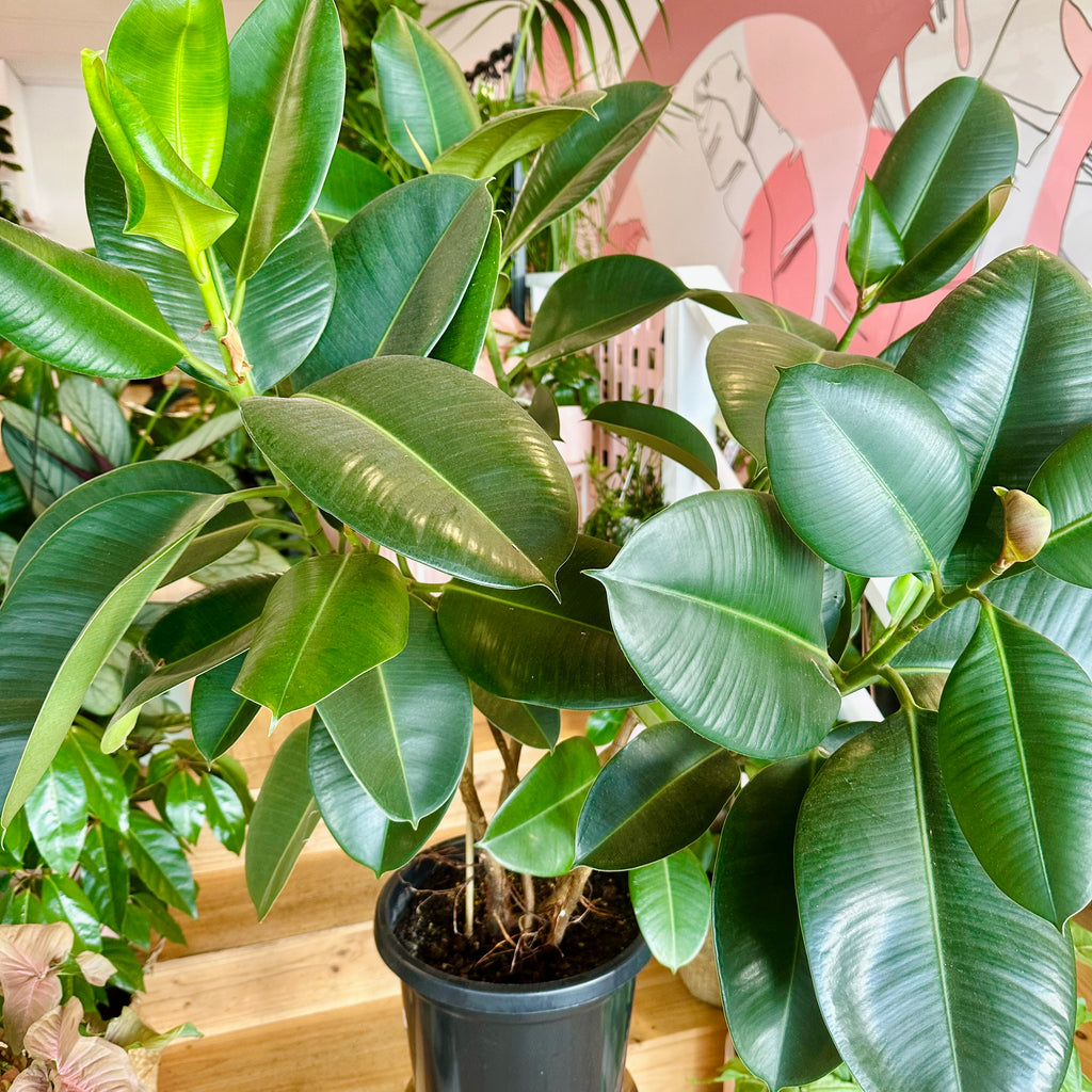 Ficus Elastica Rubber Tree (Robusta) - 300mm