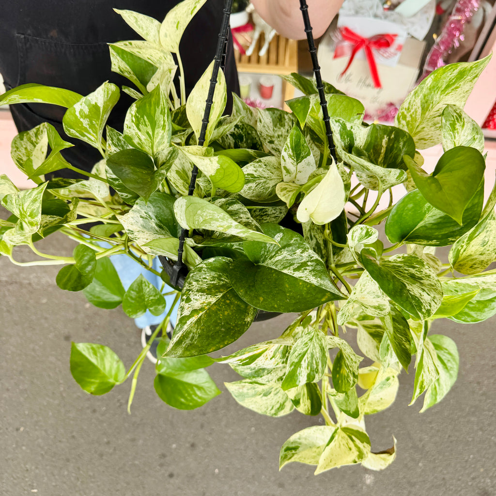‘Marble Queen’ Devil’s Ivy - Hanging Basket