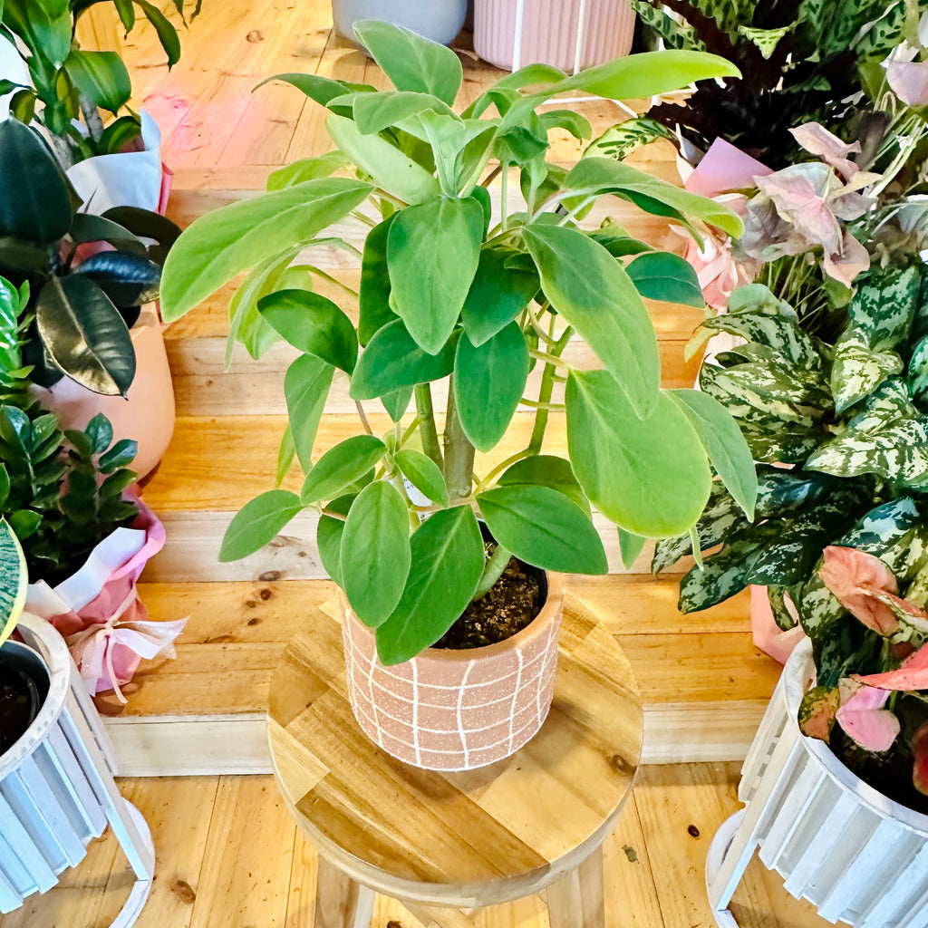 Peperomia Vestita - 120mm (Pot Combo Option)